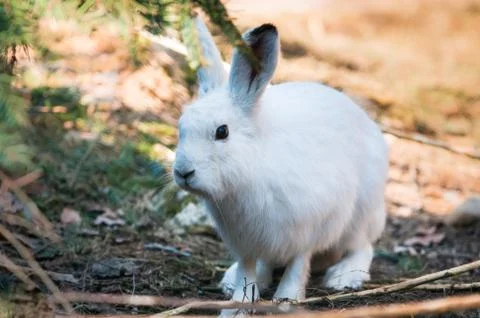 Mountain hare Foto stock