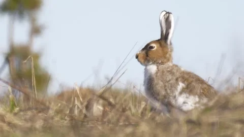 Mountain hare in profile(Lepus timidus) Stock Footage 281201156
