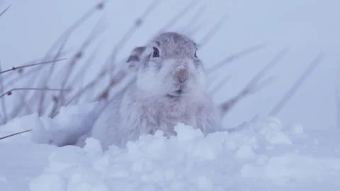Mountain Hare shaking its head and ears 스톡 동영상 334733027