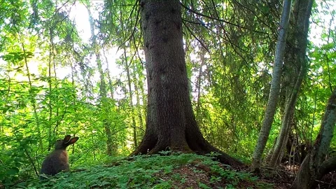 A mountain hare sits on a forest glade, eating fresh green leaves Stock Footage 327658370