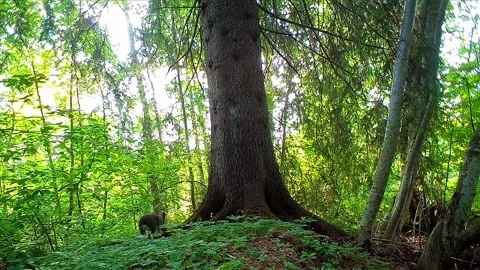 A mountain hare is slowly moving behind a large tree on a sunny summer morning Stock Footage 327658335