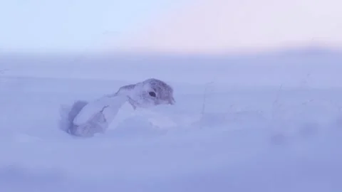 Mountain Hare in snow 스톡 동영상 334733020