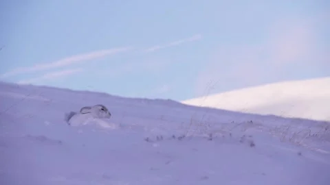 Mountain Hare in snow 스톡 동영상 334733021