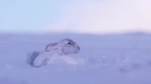 Mountain Hare in snow 스톡 동영상 334733023