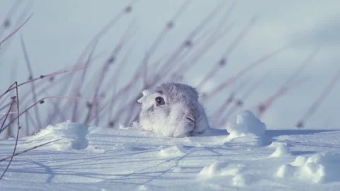 Mountain Hare in snow 스톡 동영상 334733025