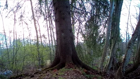 Mountain hare with spotty coat during spring moult in a forest Stock Footage 243295286