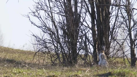 Mountain hare stays and runs(Lepus timidus) Stock Footage 281201311