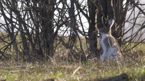 Mountain hare stays on two paws(Lepus timidus) Video stock 281201281