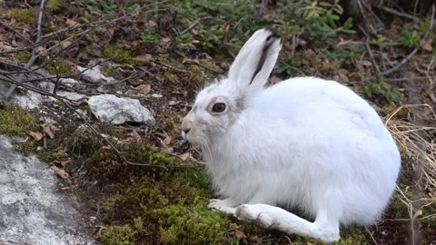 Mountain hare in winter fur coat, grazing on sparse moss in Norway, slow motion. Stock Footage 324846921
