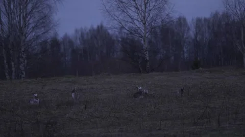 Mountain hares (Lepus timidus) run in the field long shot Stock Footage 280689089