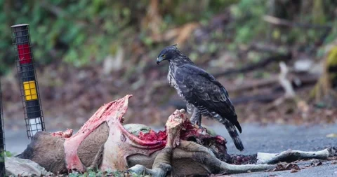 Mountain Hawk Eagle on carcus Chopta 스톡 동영상 330764819