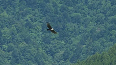 Mountain Hawk-eagle flight in japan Stock Footage 323366269