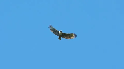 Mountain Hawk-eagle flight (slow motion) Stock Footage 323366104