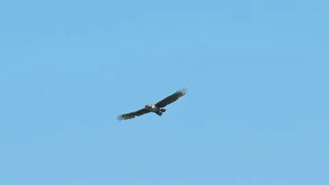 Mountain Hawk-eagle flight (slow motion) Stock Footage 323366136