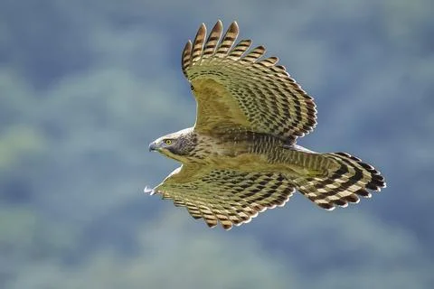 Mountain hawk eagle in flight in the Taiwan mountains and forest Stock Photos