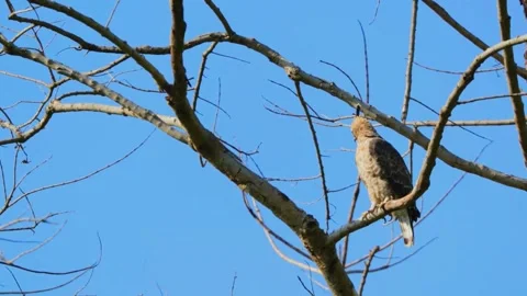 Mountain Hawk Eagle Stock Footage 282689568