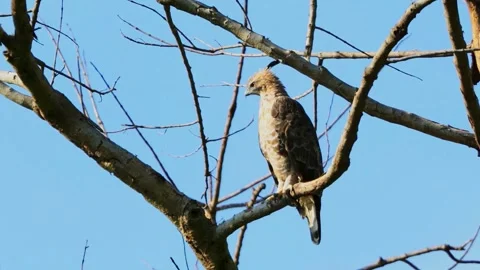 Mountain Hawk Eagle Stock Footage 282689782