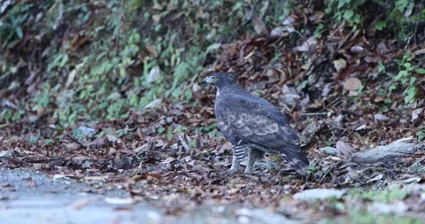 Mountain Hawk Eagle Road Chopta 스톡 동영상 330763892