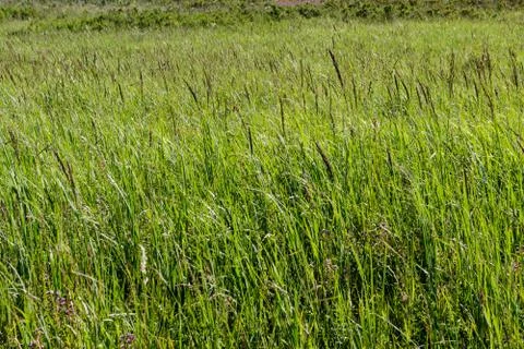 Mountain herbage. Wild grass Stock Photos