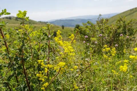 Mountain herbage. Wild grass Stock Photos