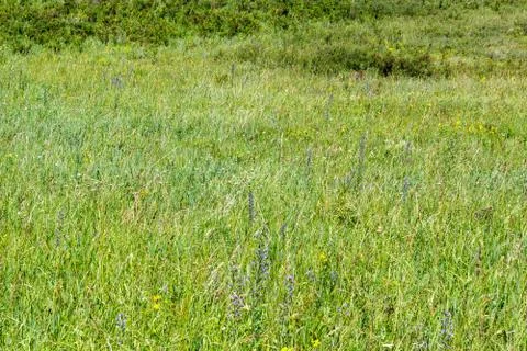 Mountain herbage. Wild grass Stock Photos