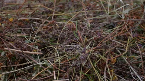 Mountain herbs of Altai Stock Footage 196816946