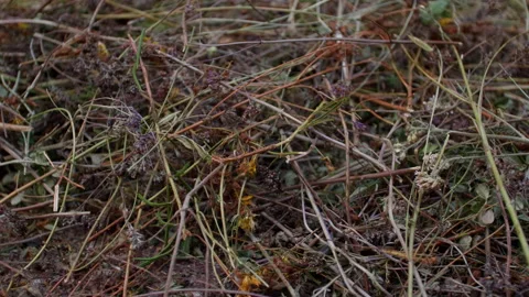Mountain herbs of Altai Stock Footage 197370556