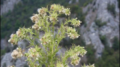Mountain herbs Stock Footage 32279166