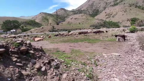 Mountain herd of cows Stock Footage 287442576