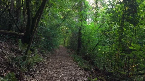 Mountain Hiking Path Passes Through Dense Trees Stock Footage 343729779