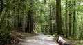 mountain hiking trail summer Vidéos HD