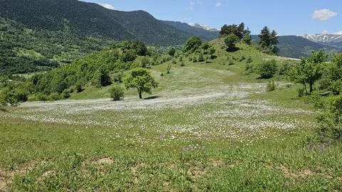Mountain Hills With Blooming Daisy Fields. Natural Countryside Stock Photos