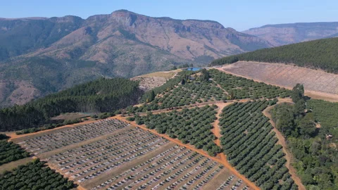Mountain Hillside Avo Orchard Blocks with Dirt Access Tracks Stock-Footage 337497255