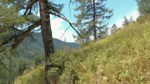 Mountain hillside tracking shot through conifer forest, golden meadow slope Stock-Footage 347219197