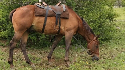 Mountain horses, mountain excursion on horseback. Stock Footage 124534395