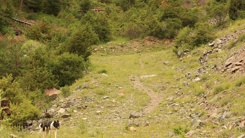 Mountain horses, mountain excursion on horseback. Stock Footage 124534709