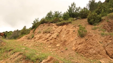 Mountain horses, mountain excursion on horseback. Stock Footage 124534808