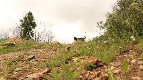 Mountain horses, mountain excursion on horseback. Stock Footage 124545575