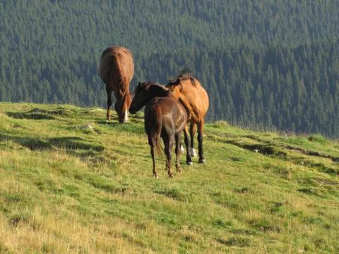 Mountain Horses Stock Photos