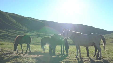 Mountain Horses in the Sun 4K Stock Footage 65290886