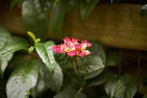 Mountain Hydrangea (Hydrangea serrata Stock Photos