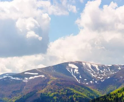 Mountain hymba in springtime Stock Photos