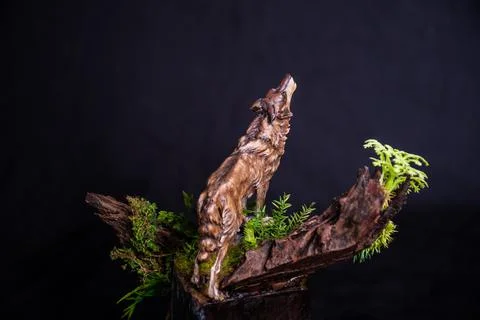 Mountain Iberian Wolf in the dark Stock Photos