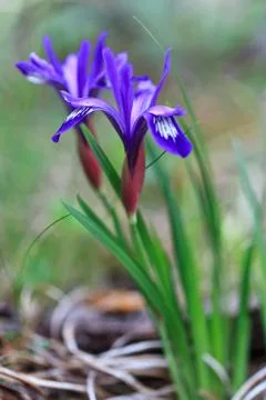 Mountain iris Stock Photos