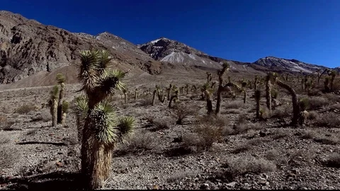 Mountain Joshua Trees Stock Footage 104858845