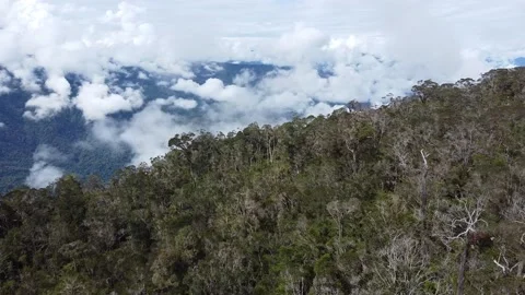 Mountain Jungle Stock Footage 171732416