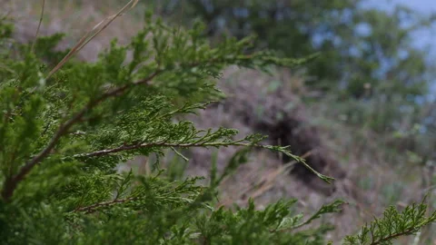Mountain juniper branch Stock Footage 221103935