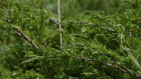Mountain juniper branches Stock Footage 221259725