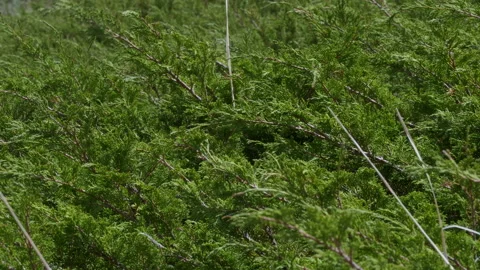 Mountain juniper Stock Footage 221260439