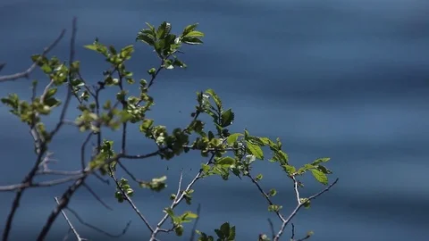Mountain Lake and tree 스톡 동영상 78054320